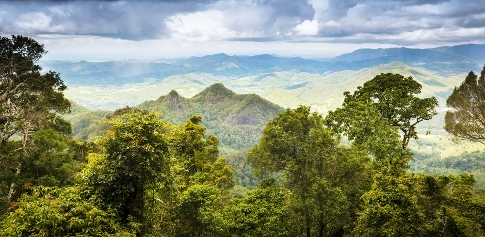 Queensland rainforest in the Gold Coast hinterland near Mount Warning, Australia